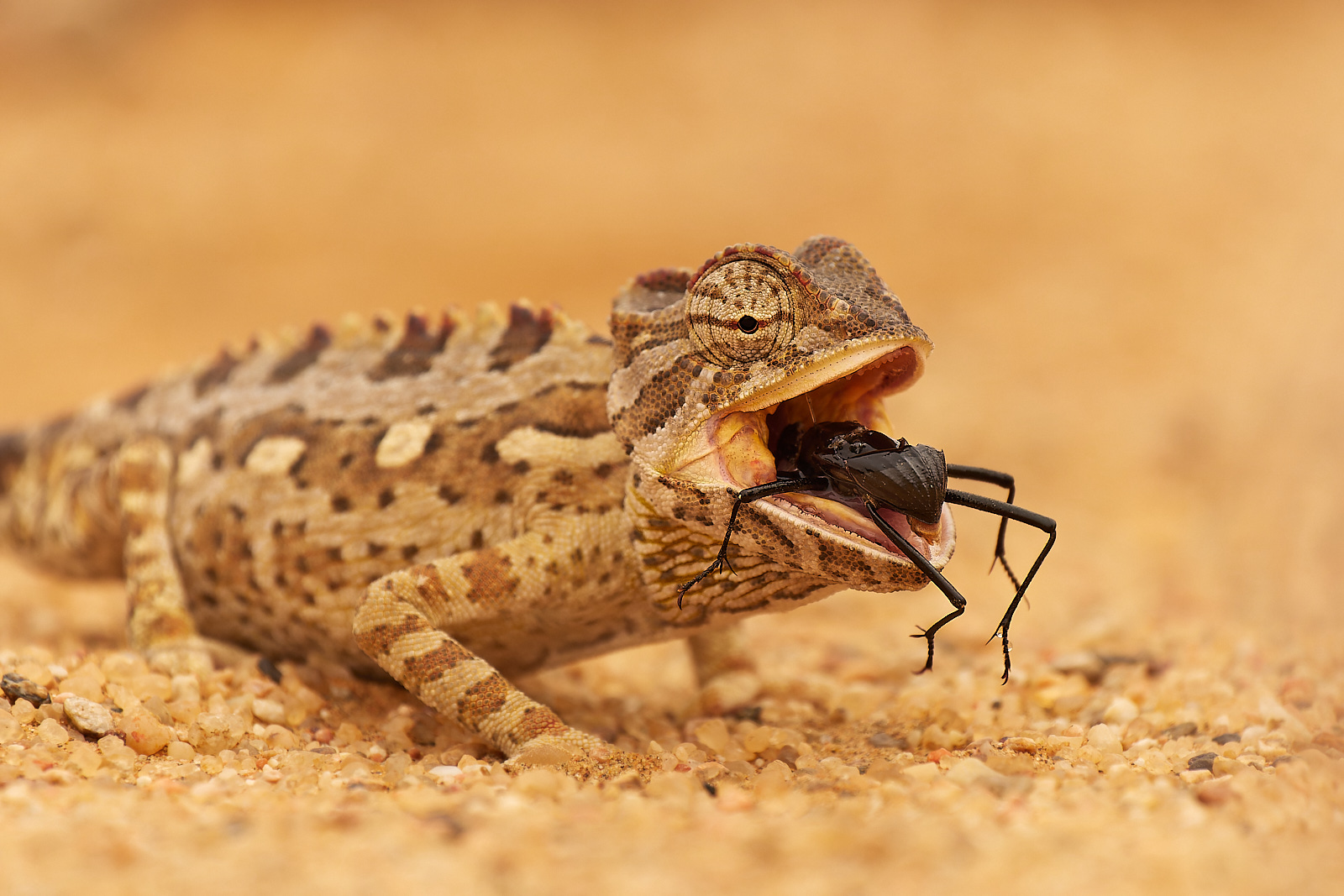 Wüstenchamäleon in der Namib-Wüste, Namibia