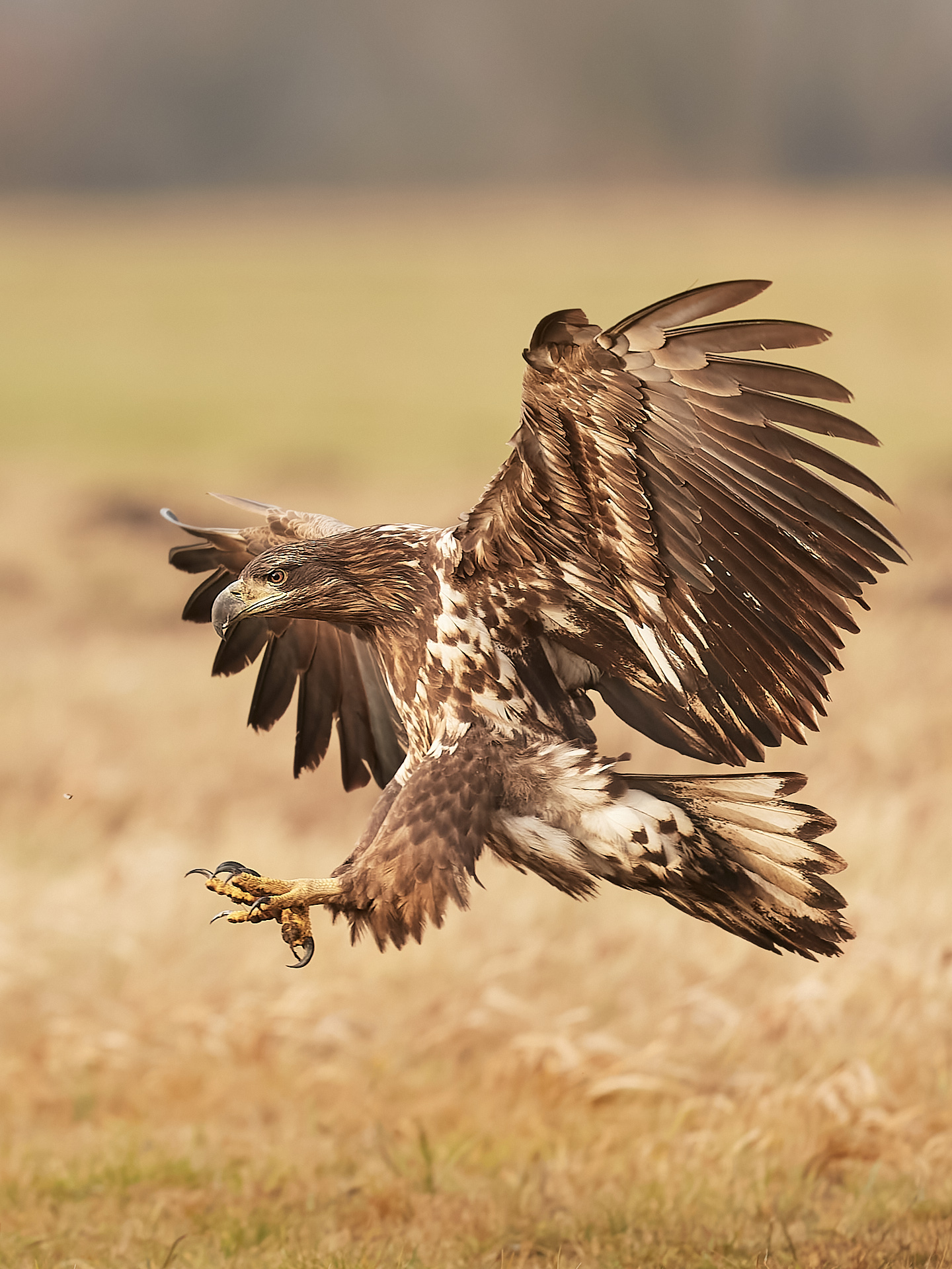 Seeadler im Flug, Polen